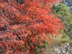 -深圳仙湖植物园