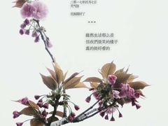 -香雪海