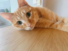 -Cappucimeow猫咪咖啡馆(韦伯时代店)