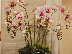 -香蜜轩·粤菜·宴会(世界之窗店)