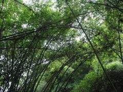 -川西竹海景区