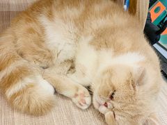 -飞行喵MR PILOT|猫舍·猫咖(静安大融城店)