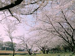 -苏州上方山国家森林公园