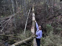 -五营红松林海景区