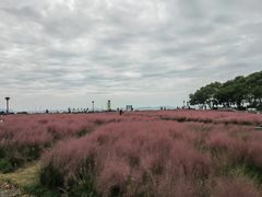 -贡湖湾湿地公园