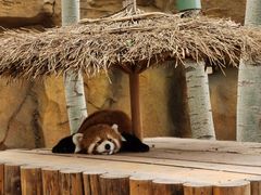 -北京野生动物园