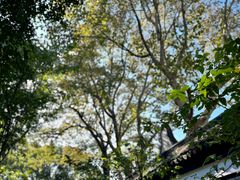 -上海醉白池公园