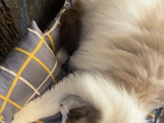 -猫猫幼稚园·撸猫·桌游·电玩