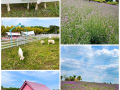 -紫颐香薰山谷景区