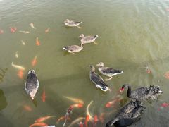 -南京汤山紫清湖生态旅游温泉度假区