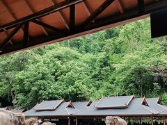 -西双版纳原始森林公园