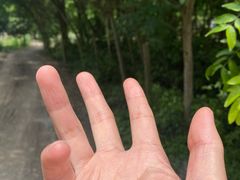 -都江堰玫瑰花溪谷