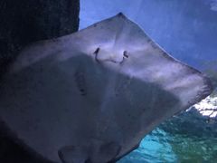 -暹罗海洋世界
