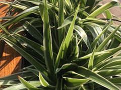 -星巴克(成都科学城店)