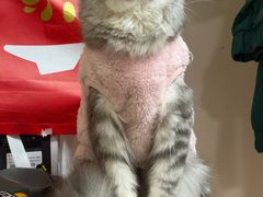 -艾吉宠物医院·疑难杂症转诊中心·猫友好(碧江路院)