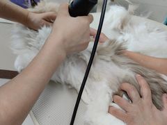 -北京观赏动物医院·24小时大型综合·猫专科·异宠专科