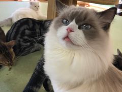 -猫和宫(六道口店)