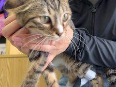 -中农大我爱我爱动物医院·核磁CT·猫病·24小时夜诊中心(石佛营店)