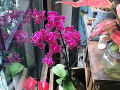 -FEI FEI FLOWER鲜花店·气球派对·宝宝宴布置(虹口德必运动Loft店)