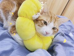 -芭比堂动物医院广州顽皮分院