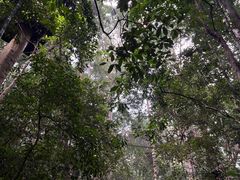 -西双版纳原始森林公园