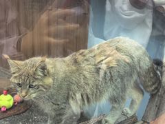 -青藏高原野生动物园