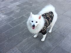 -北京观赏动物医院·24小时大型综合·猫专科·异宠专科