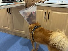 -天使宠物医院·犬猫分诊(彩虹店)