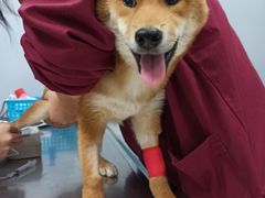 -瑞派·关忠动物医院·异宠专科·犬猫肿瘤·皮肤专科(望京店)