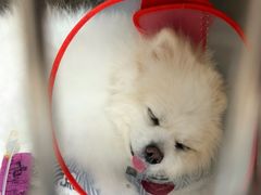 -美联众合动物医院·24h转诊中心