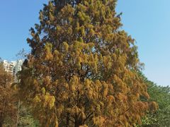 -广东花都湖国家湿地公园