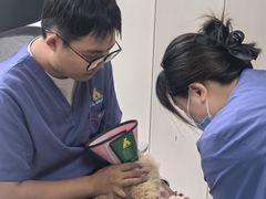 -半岛宠物医院24小时·内窥镜·牙科·碎石中心(府城大道店)