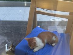 -瑞派康怡24h宠物医院·犬猫医疗中心·微创绝育(瑞景分院)
