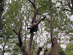 -都江堰中华大熊猫苑