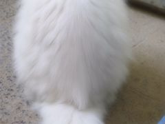 喵星人-Anne猫窝咖啡屋