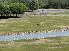 -北京麋鹿生态实验中心