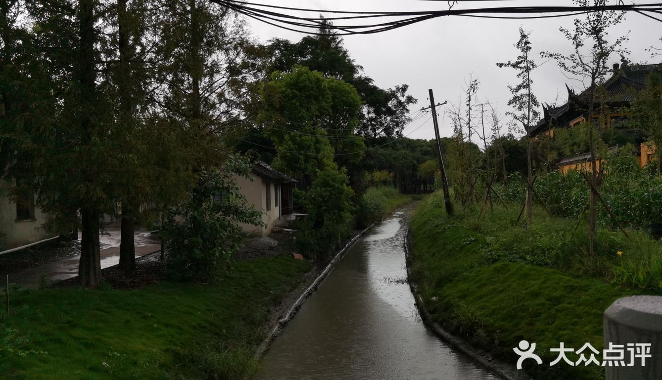 雨中杜行