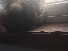 -萌兽医馆·宠物医院·猫骨科(创景店)