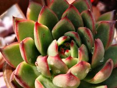 -金实大酥牛肉面