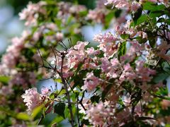 -国家植物园南园