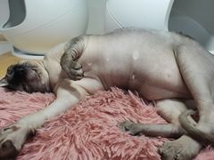-李小姐の猫咖啡馆(五角场店)