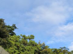 -西双版纳原始森林公园