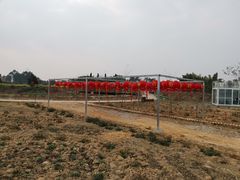 -空港花田景区