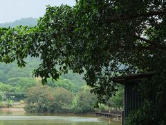 -梧桐庄园