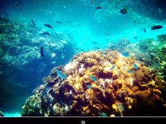 -东姑阿都拉曼海洋公园