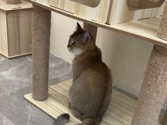 -猫力发电所·宠物专门店