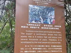 -王顺山国家森林公园
