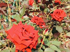 -国家植物园南园