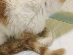 -瑞鹏宠物医院·爱宠堂·骨外专科(西荷分院)