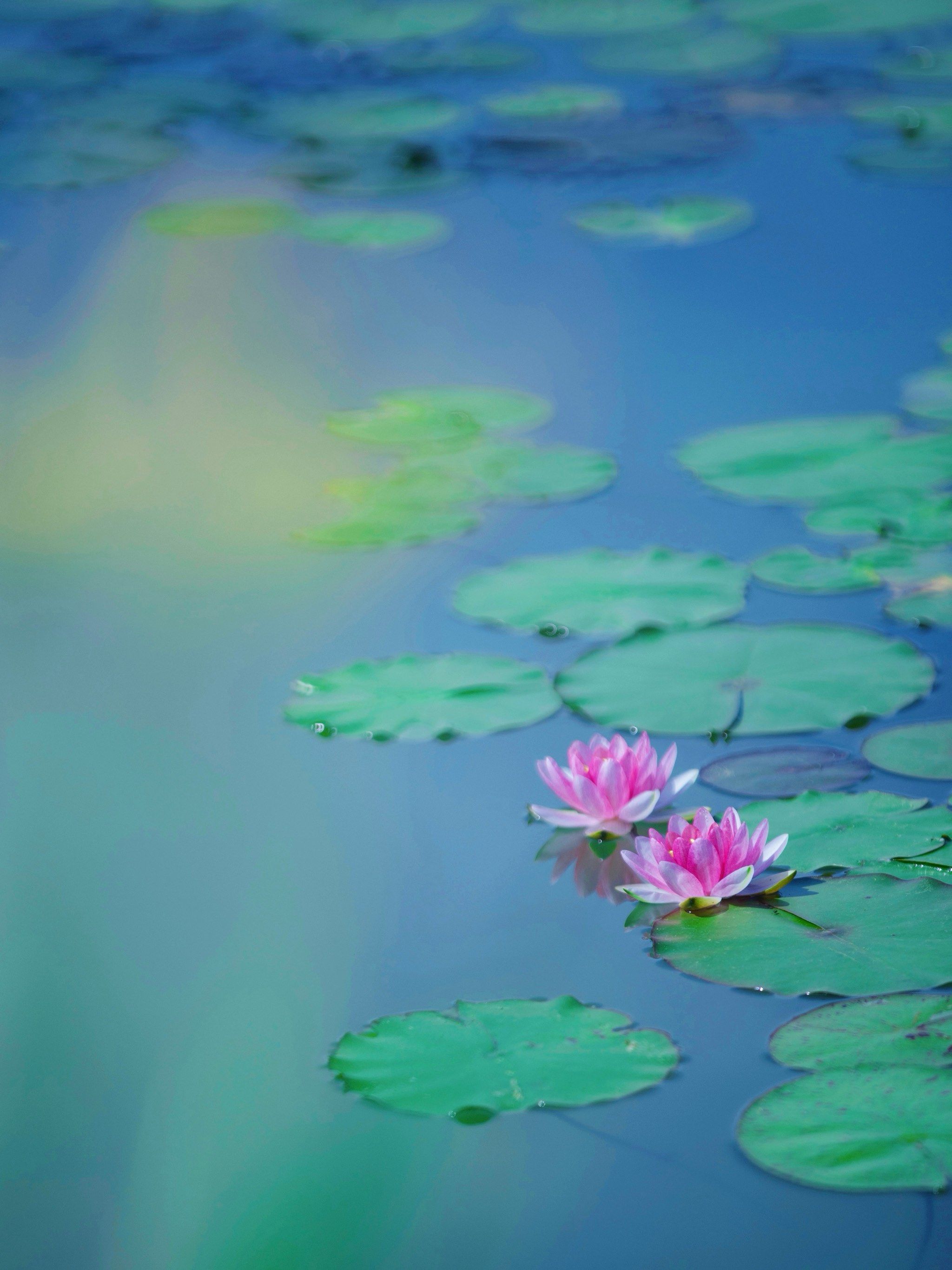 到国家植物园赏莲03,走进油画里的夏日